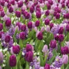 25 Bulbes De Fleurs Royal Purple En Mélange -Promos Jardinove Magasin 031443 1 1706800085182