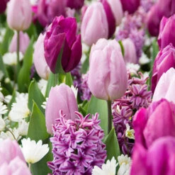 25 Bulbes De Fleurs Royal Purple En Mélange -Promos Jardinove Magasin 031443 3 1706800095011