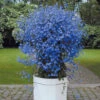 3 Lobelias Azuro 1 3 Lobelias Azuro -Promos Jardinove Magasin 100237 1 1699881811864