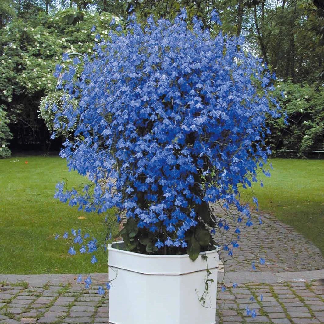 3 Lobelias Azuro 3 3 Lobelias Azuro