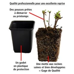 3 Fuchsias Retombants Blue Angel -Promos Jardinove Magasin 100239 3