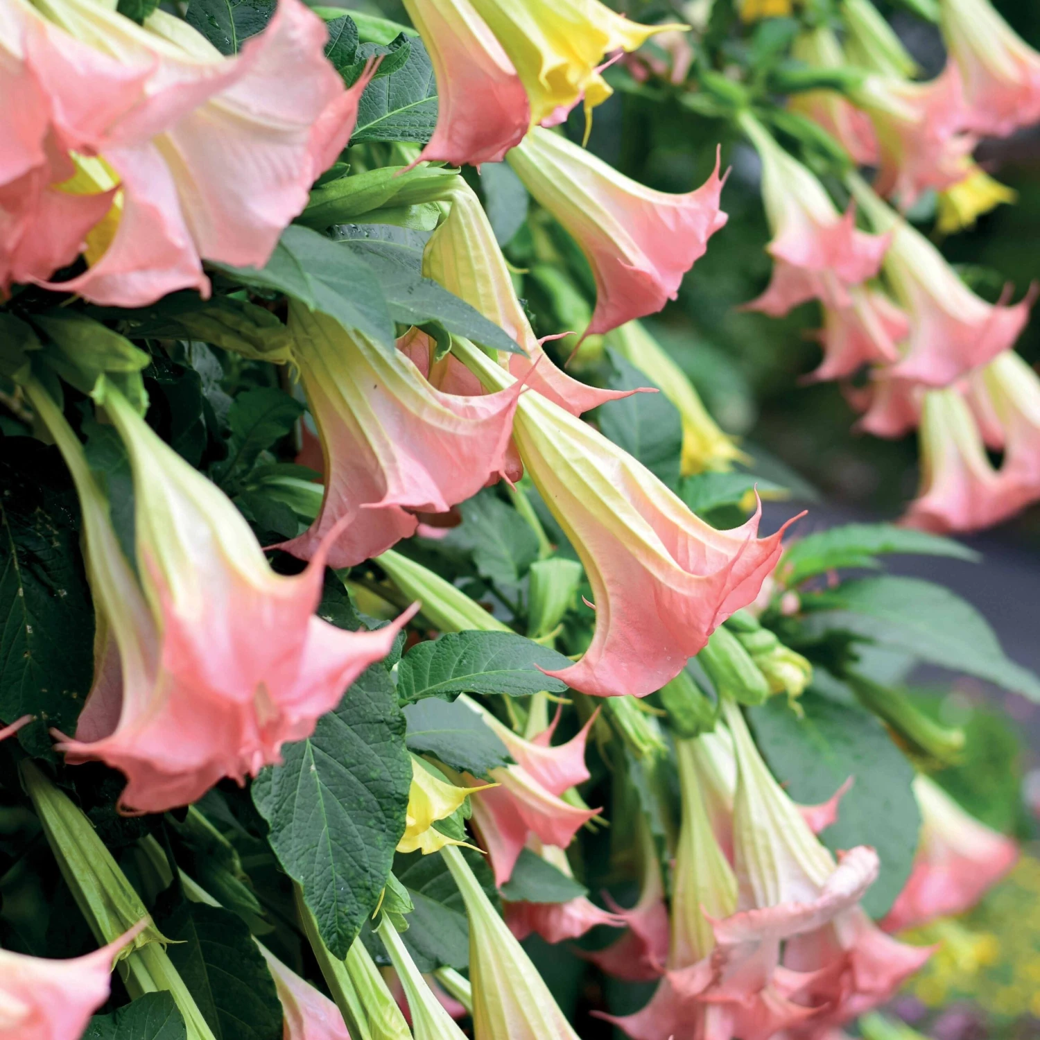 Brugmansia Exotic Pink 4 Brugmansia Exotic Pink – Image 2