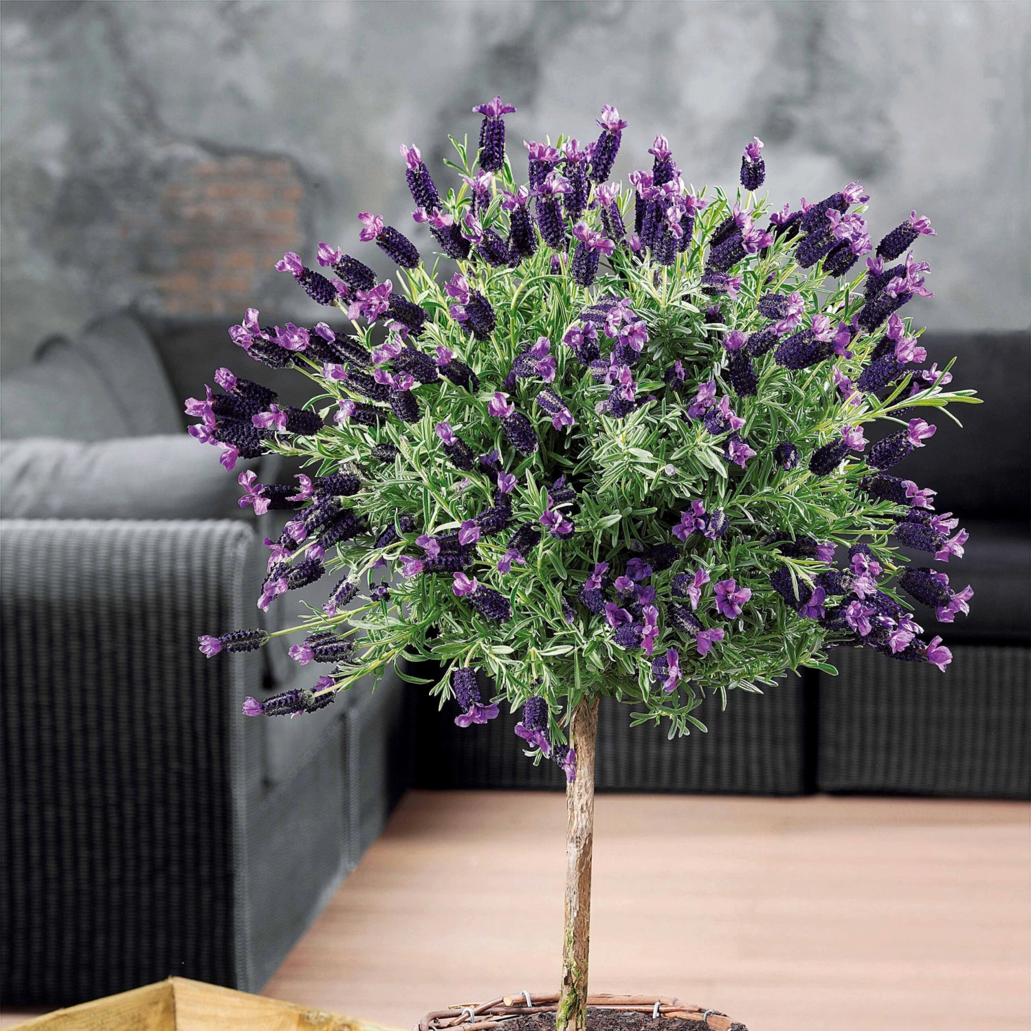 Lavande Papillon Sur Tige 3 Lavande Papillon Sur Tige