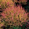 3 Bruyères D'été Rose à Feuilles Jaunes 2 3 Bruyères D'été Rose à Feuilles Jaunes -Promos Jardinove Magasin 100329 1 1700227809449