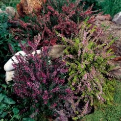 3 Bruyères D'été Rose à Feuilles Jaunes -Promos Jardinove Magasin 100329 5 1700227844471