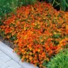 5 Mimulus Orange Glow -Promos Jardinove Magasin 100337 1