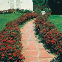 3 Rosiers à Massif Alain