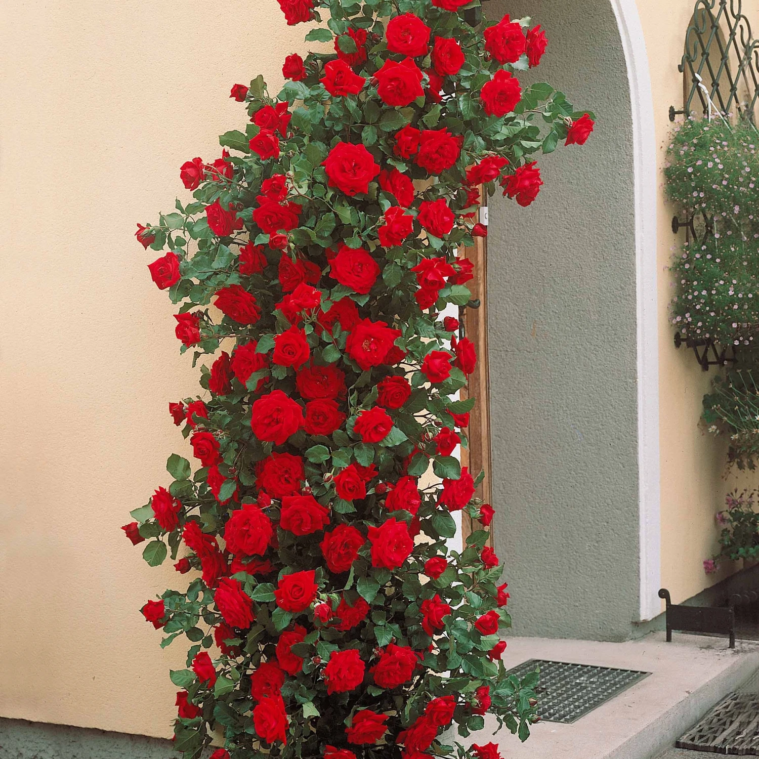 Rosier Grimpant Musimara 3 Rosier Grimpant Musimara