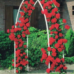 Rosier Grimpant Musimara 8 Rosier Grimpant Musimara -Promos Jardinove Magasin 100356 2