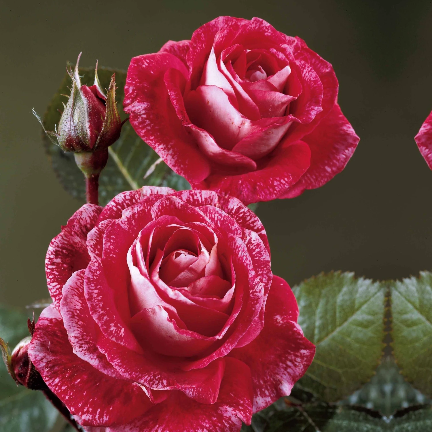 Rosier Buisson Famosa 3 Rosier Buisson Famosa