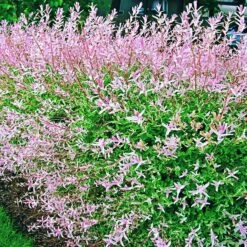 5 Saules Crevette - Haie De 3m Linéaire