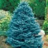 Sapin Bleu 1 Sapin Bleu -Promos Jardinove Magasin 100432 1