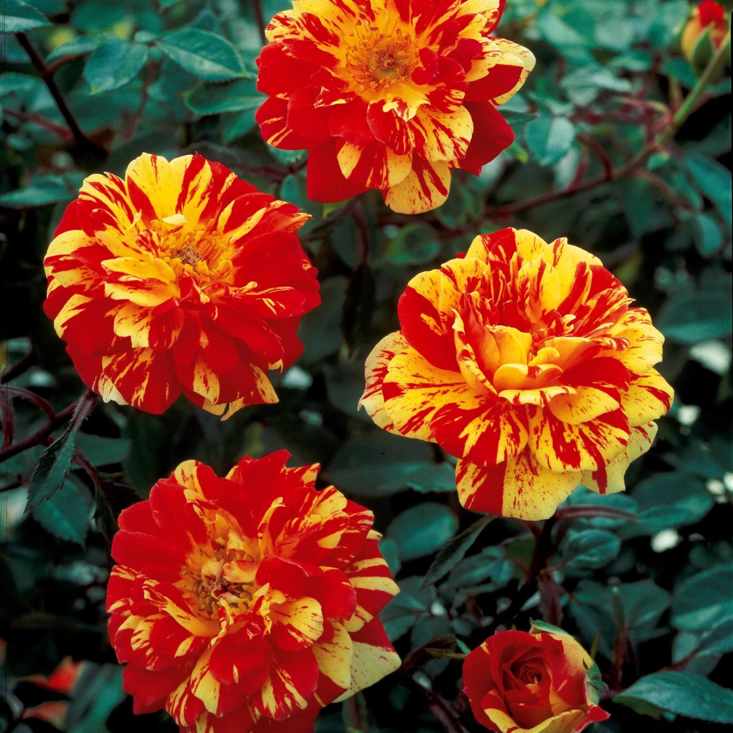 Mini-rosier Sur Tige Mousha 4 Mini-rosier Sur Tige Mousha – Image 2