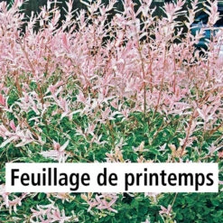 Saule Crevette Sur Tige -Promos Jardinove Magasin 100470 3