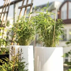 Bambou Vert Non-traçant -Promos Jardinove Magasin 100516 2 1702998305238