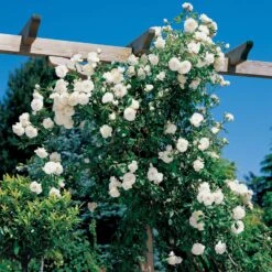 Rosier Grimpant Hella -Promos Jardinove Magasin 100605 1 1700056555953