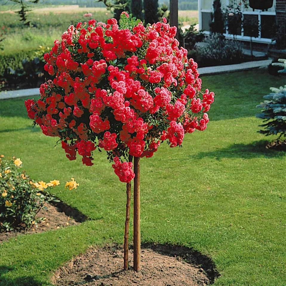 Rosier Pleureur Excelsa Sur Tige 5 Rosier Pleureur Excelsa Sur Tige – Image 3