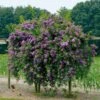 Rosier Bleu Violet Sur Tige 2 Rosier Bleu Violet Sur Tige -Promos Jardinove Magasin 100633 1