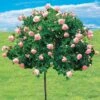 Rosier Cascade Rose Sur Tige -Promos Jardinove Magasin 100634 1 1700226340225