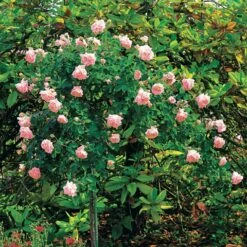 Rosier Cascade Rose Sur Tige -Promos Jardinove Magasin 100634 3 1700226343886