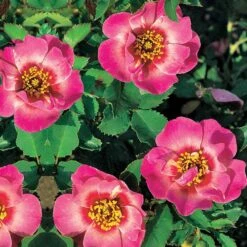 Rosier Babylon Eyes ® Queen Interybabeucq COV