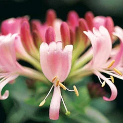 Chèvrefeuille Des Bois Serotina -Promos Jardinove Magasin 100656 3