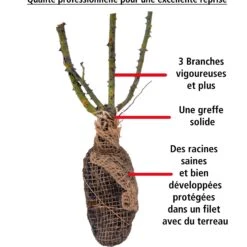 Rosier Anglais Fish Ausgreen ® 9 Rosier Anglais Fish Ausgreen ® -Promos Jardinove Magasin 100658 3