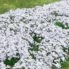 3 Phlox Mousse Blancs -Promos Jardinove Magasin 100676 1