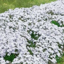 3 Phlox Mousse Blancs