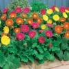 2 Garvineas Sophie ® Pour Votre Jardin Réf 010570 -Promos Jardinove Magasin 100686 1