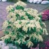 Pieris Cascade Blanche 1 Pieris Cascade Blanche -Promos Jardinove Magasin 100805 1 1706087098403