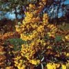 3 Pyracantha Jaune -Promos Jardinove Magasin 100814 1