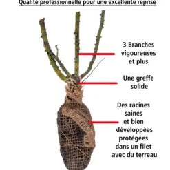 Rosier Des îles Tahiti -Promos Jardinove Magasin 100820 2 1706539311226