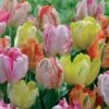 18 Tulipes Perroquets Pastel En Mélange 2 18 Tulipes Perroquets Pastel En Mélange -Promos Jardinove Magasin 100877 1 1706089620205
