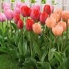 30 Tulipes Van Eijk En Mélange 1 30 Tulipes Van Eijk En Mélange -Promos Jardinove Magasin 100880 1