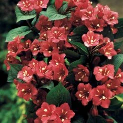 Weigelia Rouge Sur Tige