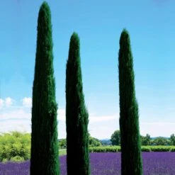 Cyprès Totem -Promos Jardinove Magasin 100970 2 1699525647525