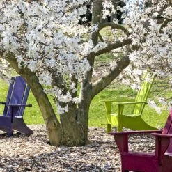 Magnolia étoilé -Promos Jardinove Magasin 100983 2 1705583294804