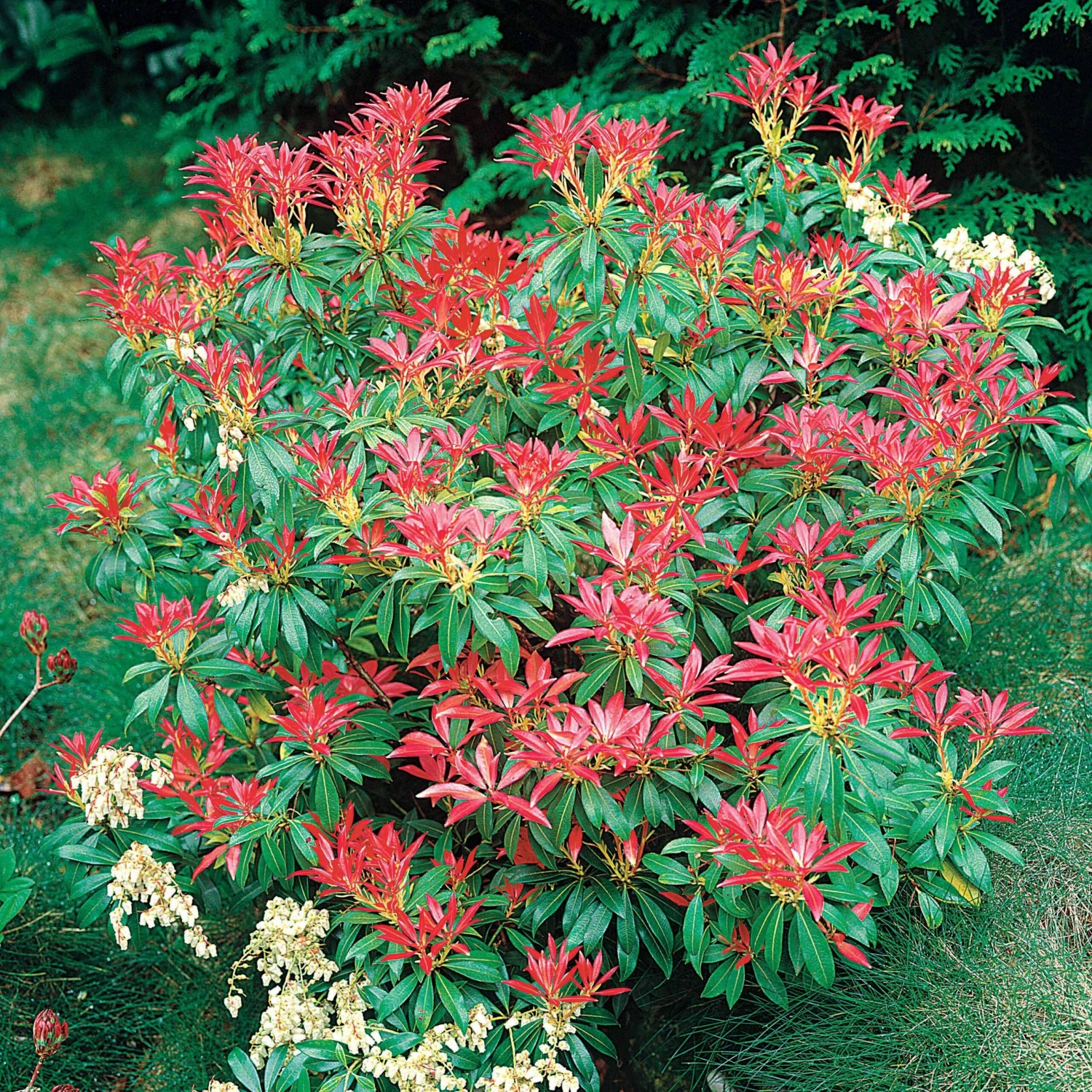 Pieris Forest Flame 6 Pieris Forest Flame – Image 4