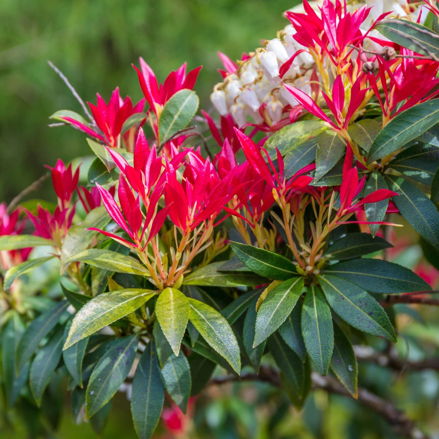 Pieris Forest Flame 4 Pieris Forest Flame – Image 2