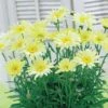 2 Marguerites D'été Banana Cream -Promos Jardinove Magasin 101008 1 1706094297478