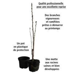 Lilas Des Indes Petit Pink 9 Lilas Des Indes Petit Pink -Promos Jardinove Magasin 101069 4