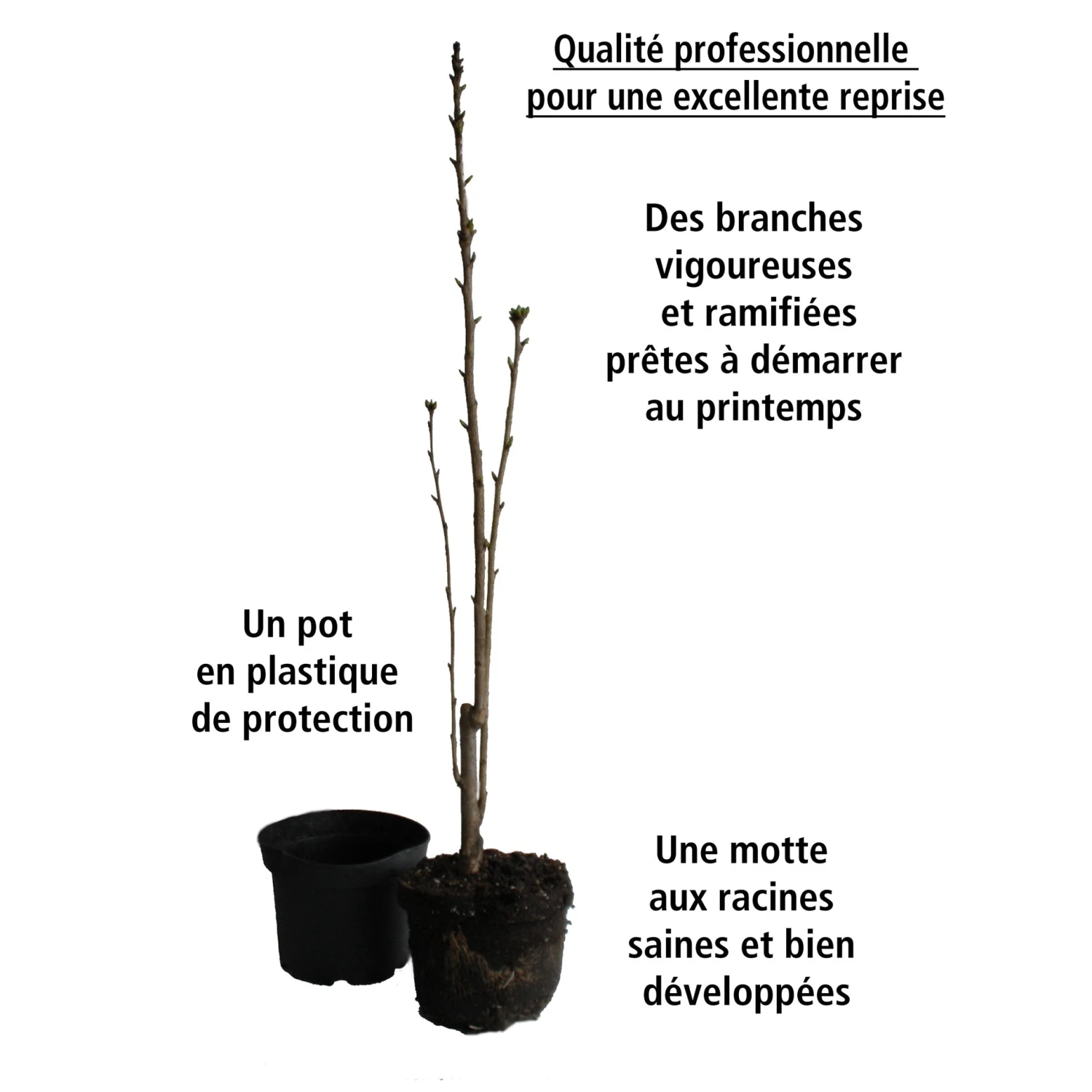 Lilas Des Indes Petit Pink 6 Lilas Des Indes Petit Pink – Image 4