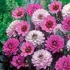 6 Dahlias à Feuillage Pourpre -Promos Jardinove Magasin 101089 1 1706103486670