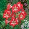 3 Amaryllis De Jardin Sonatini Eye Catcher -Promos Jardinove Magasin 101090 1 1706103458089