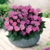 3 Sunpatiens Rose Lilas -Promos Jardinove Magasin 101106 1 1706104137320