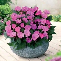 3 Sunpatiens Rose Lilas