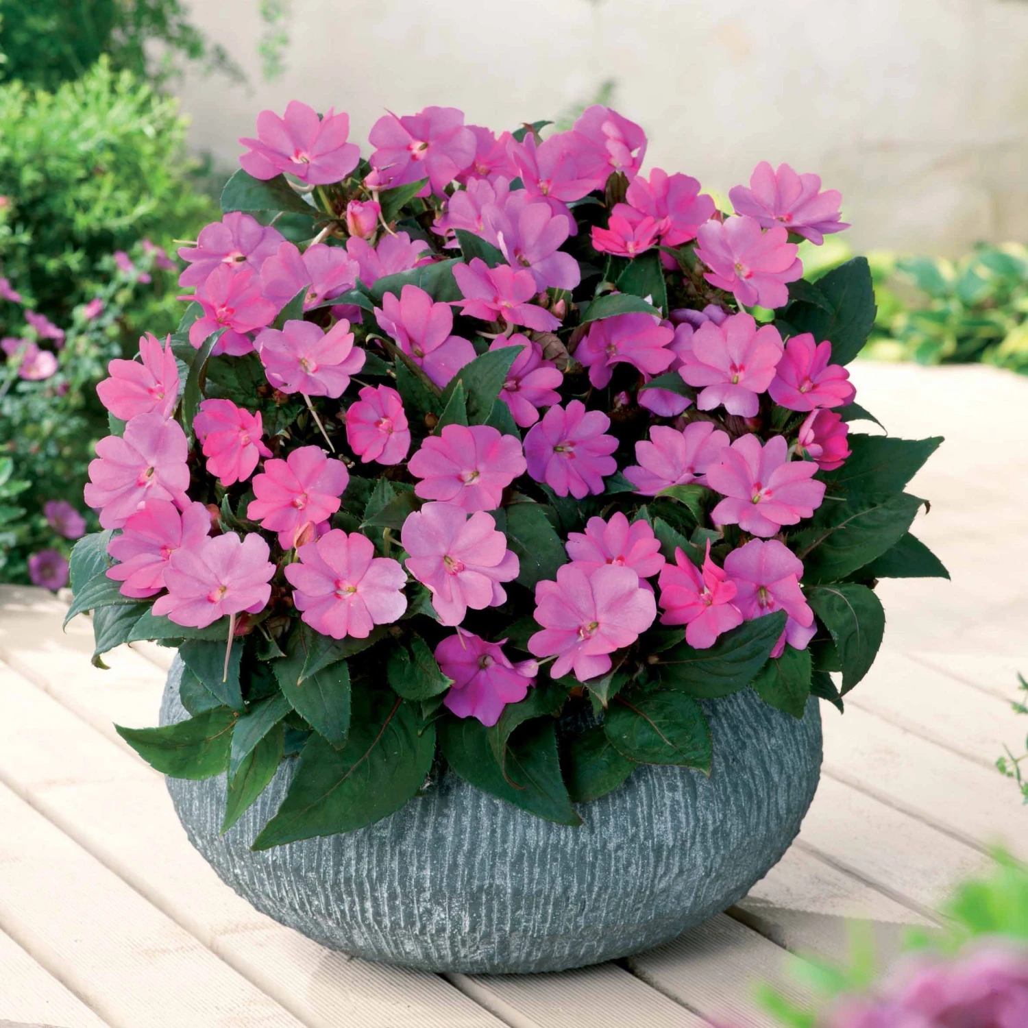3 Sunpatiens Rose Lilas 3 3 Sunpatiens Rose Lilas