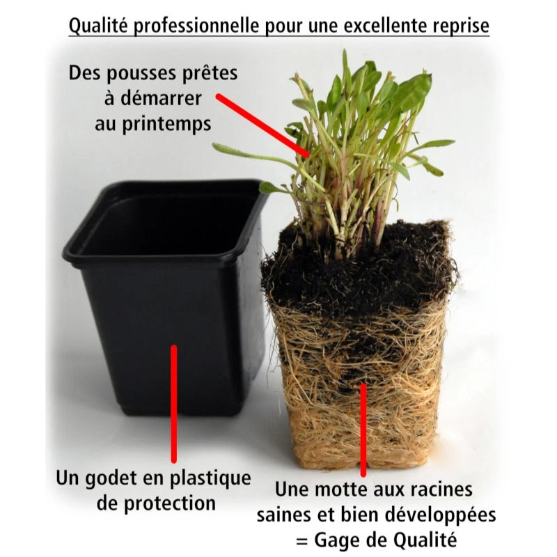 3 Sunpatiens Rose Lilas 4 3 Sunpatiens Rose Lilas – Image 2