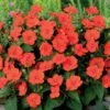 3 Sunpatiens Orange -Promos Jardinove Magasin 101107 1 1706104126525
